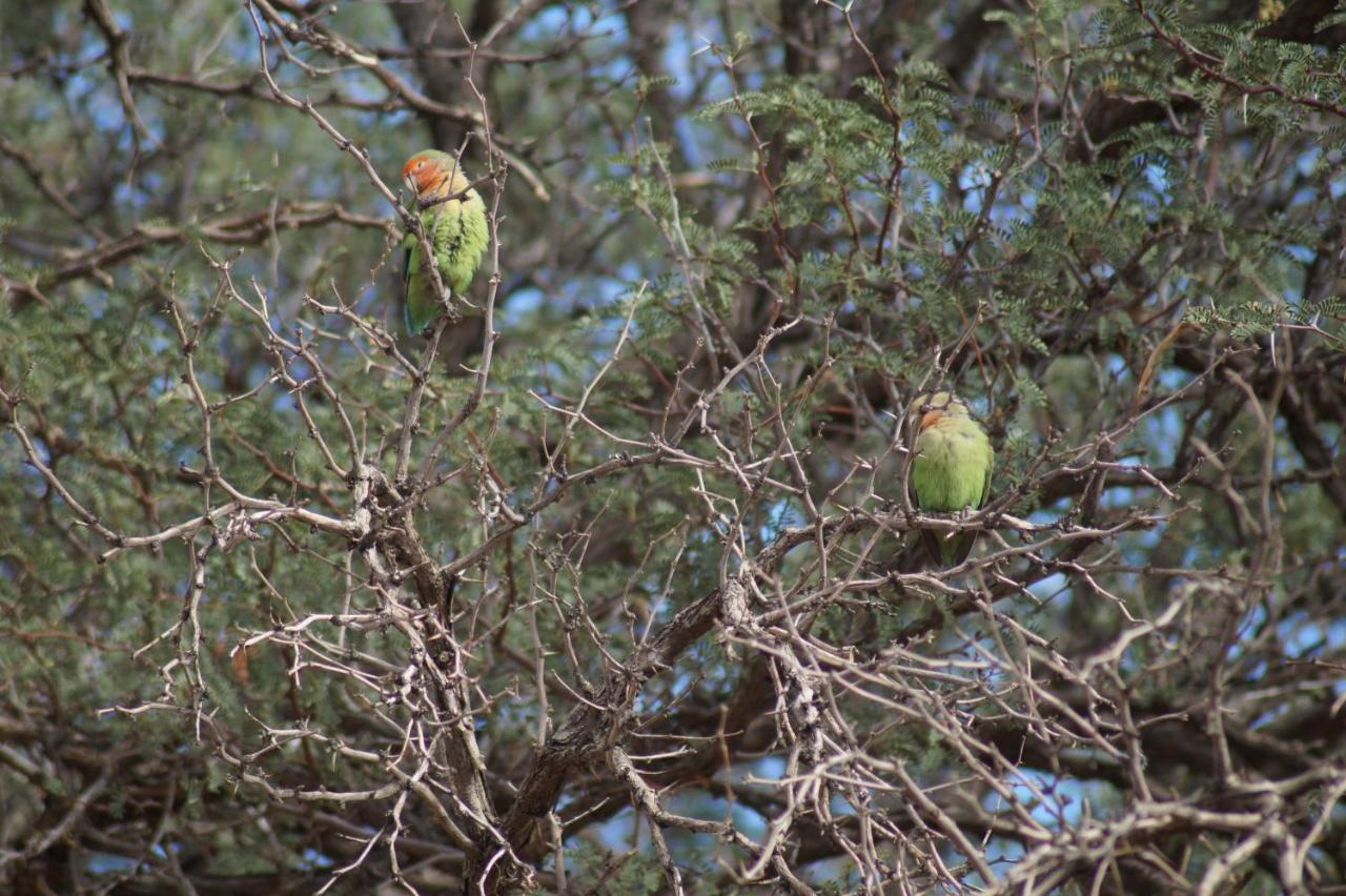 Camp Gecko - Private Nature Reserve; Tented Camp And Campsite Hotel Solitaire Buitenkant foto