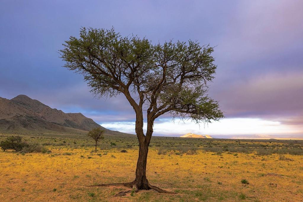 Camp Gecko - Private Nature Reserve; Tented Camp And Campsite Hotel Solitaire Buitenkant foto