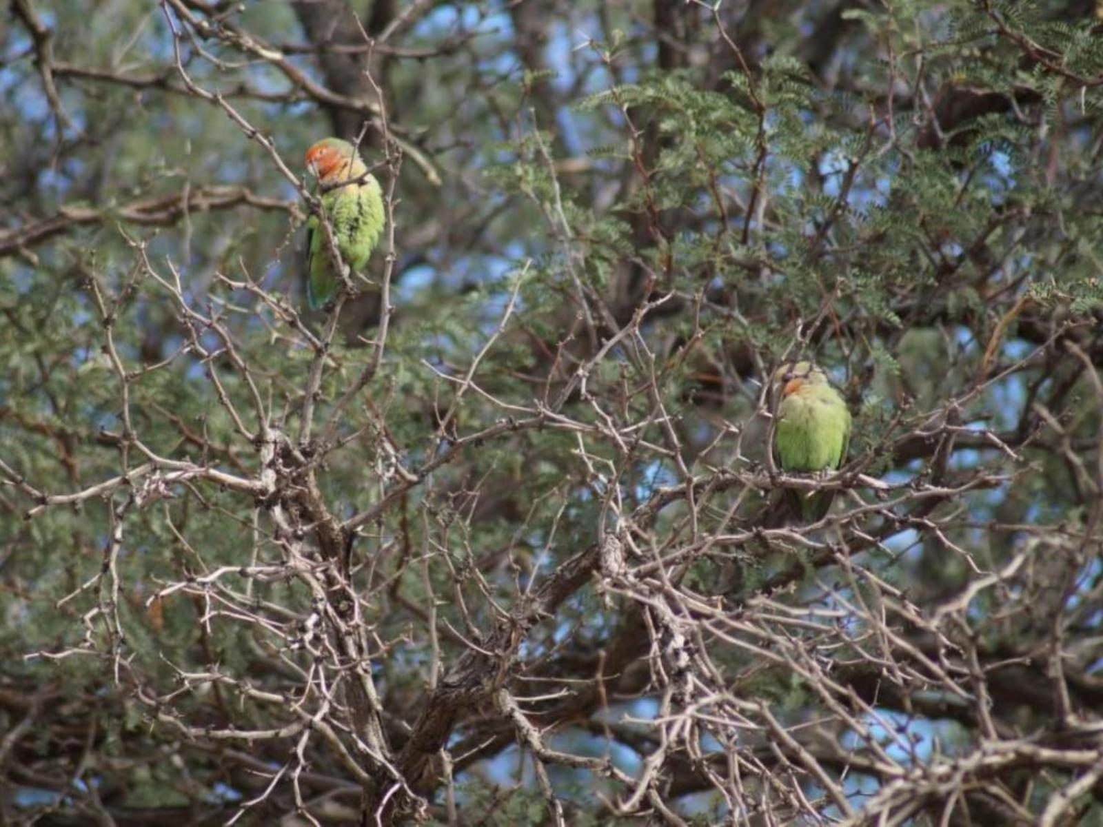 Camp Gecko - Private Nature Reserve; Tented Camp And Campsite Hotel Solitaire Buitenkant foto