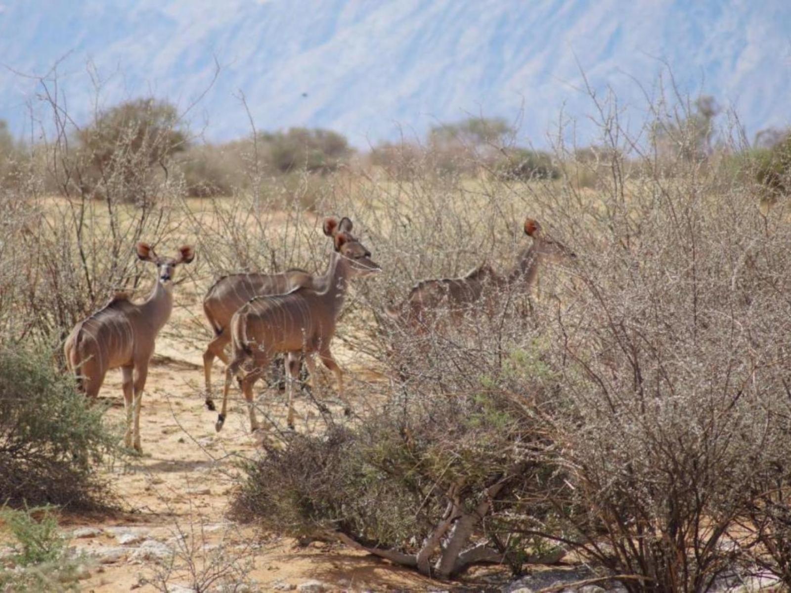 Camp Gecko - Private Nature Reserve; Tented Camp And Campsite Hotel Solitaire Buitenkant foto